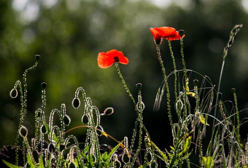 Close up of Poppies