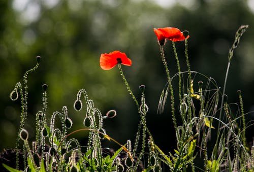 Foto d'estoc gratuïta de enfocament selectiu, flors, natura