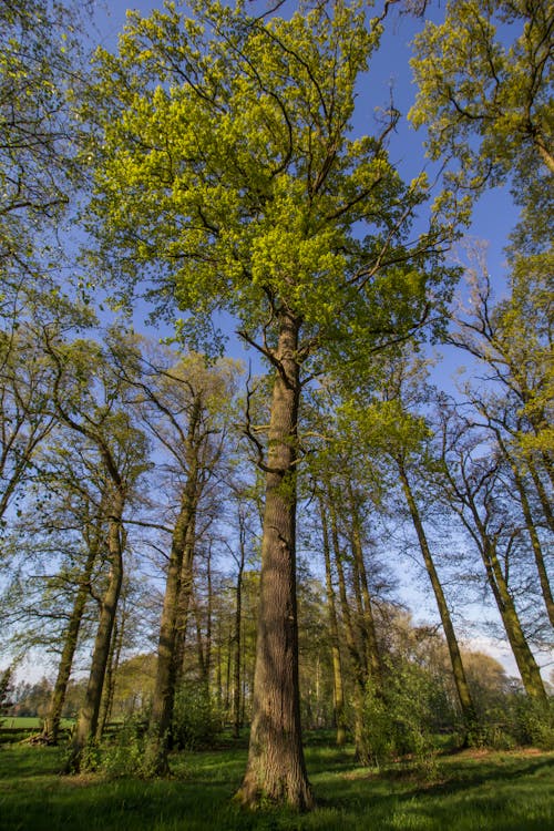 Бесплатное стоковое фото с вертикальный выстрел, деревья, живописный
