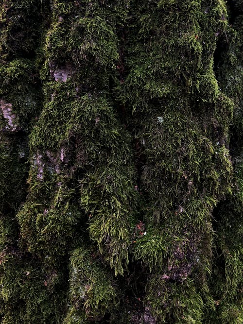 Lush tall plant of green hedge covered with moss with purple splashes growing in daylight in nature in daytime outside