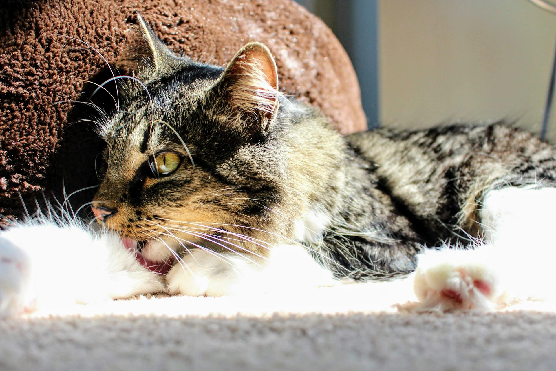 Close-up of a Cat Licking His Paw