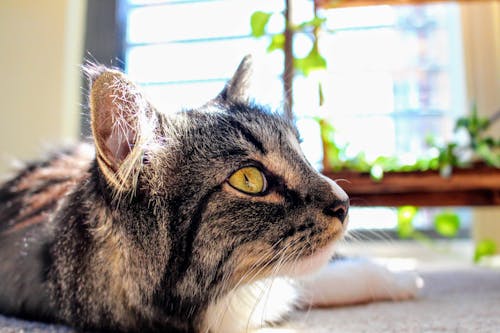 ネコ, 動物, 子猫の無料の写真素材