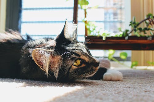 Cat Lying on Carpet