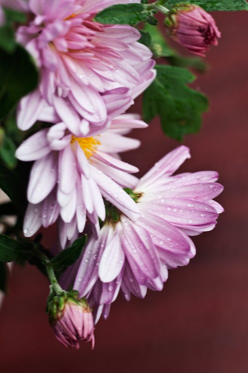 Photos gratuites de chrysanthème, fleurs