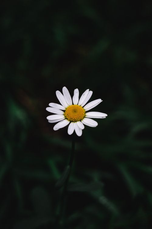 Free A solitary white daisy stands out against a dark, blurred background, capturing nature's simplicity. Stock Photo
