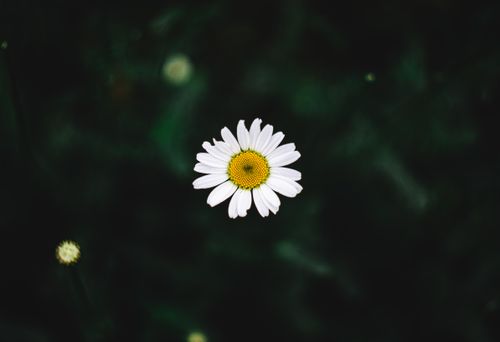 Free Captivating close-up of a fresh daisy with white petals and yellow center against a dark green background. Stock Photo