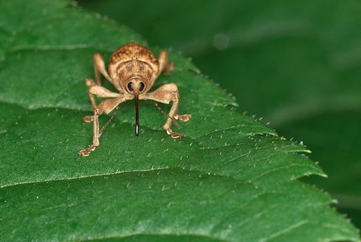 Brown Insect on Green Leaf