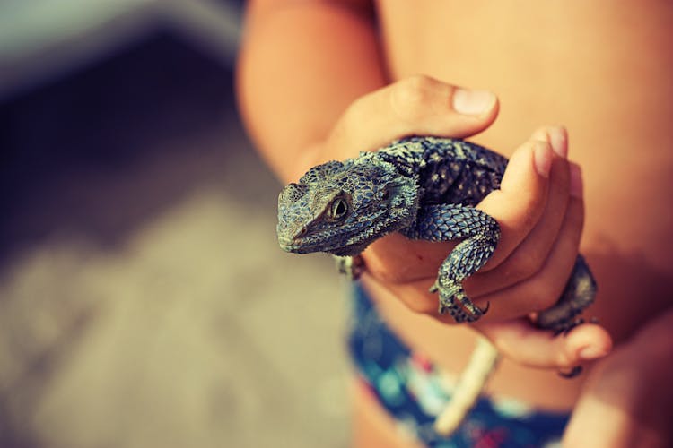 Child Holding Lizard In Hands