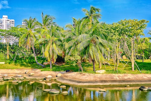 Бесплатное стоковое фото с лето, отражение, пальмовые деревья