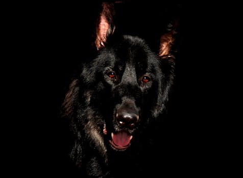 Black German Shepherd