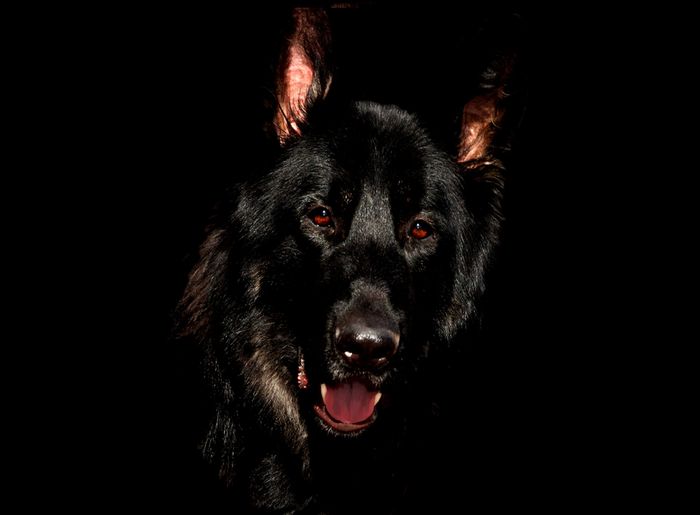 A dark guard dog against a black background