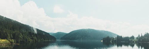 Green Trees Near Body of Water