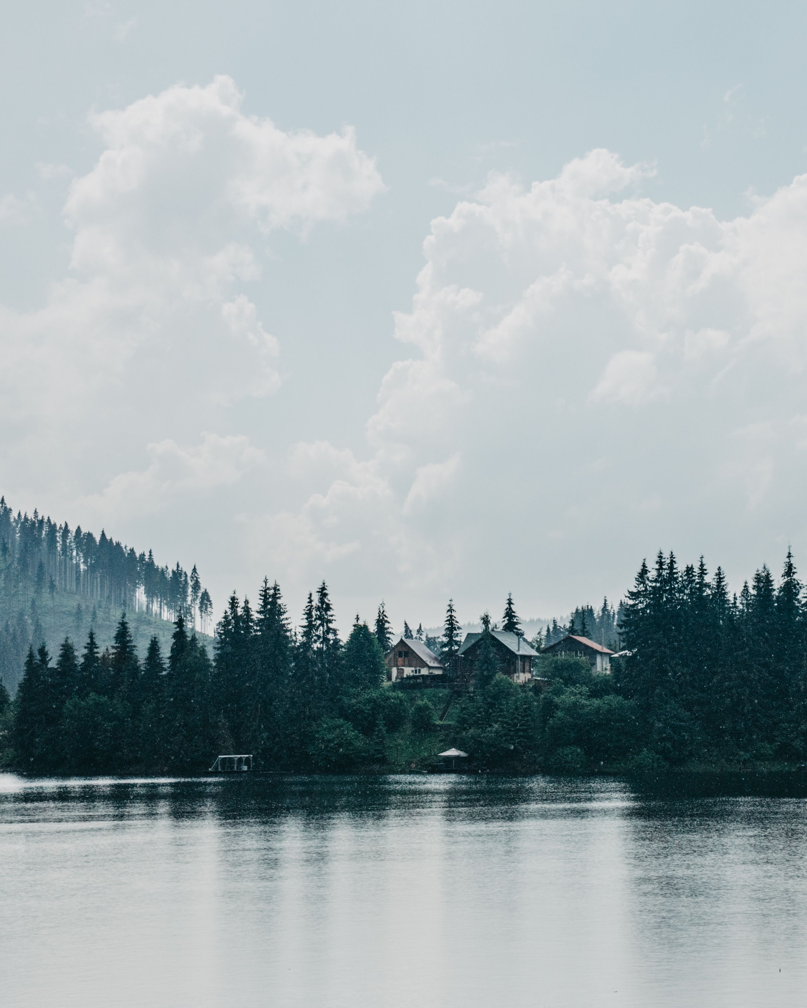 Green Trees Near the River · Free Stock Photo