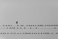 Silhouette of Birds Perched on Cables