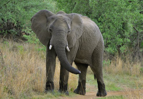 Elephant Walking on Green Grass Field
