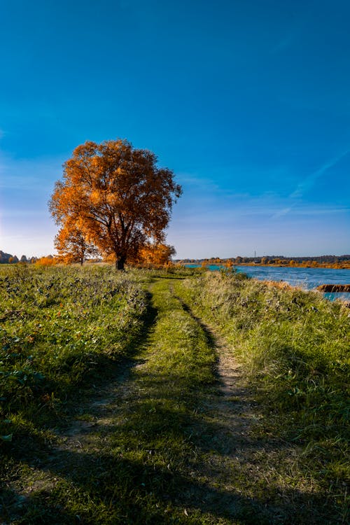 Grassy shore with tree in autumn