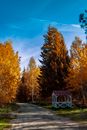 Autumn trees and rural road