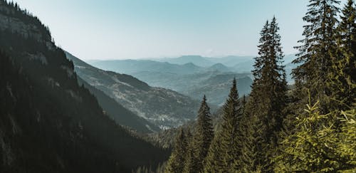 Green Pine Trees on the Mountain