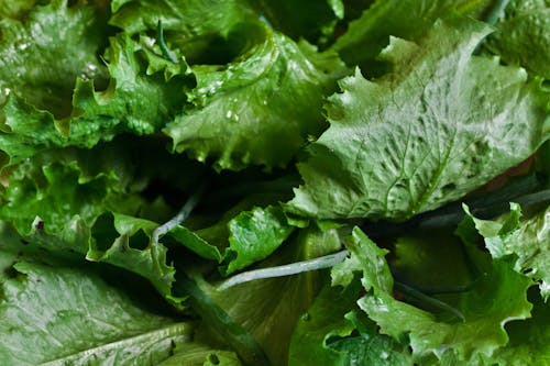 Free Lettuce Stock Photo