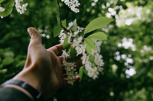 Free Unrecognizable person touching twig with tiny white flowers and small highlighted green leaves in forest in daylight Stock Photo
