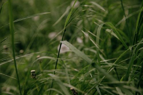Free Small taraxacum surrounded by tall green blades of grass on long thin stems in meadow on blurred background Stock Photo
