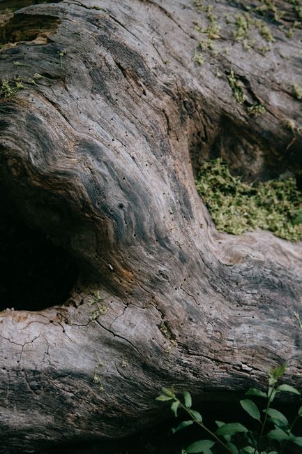 From above of old brown dry tree trunk covered with moss and cracks in woodland in daylight