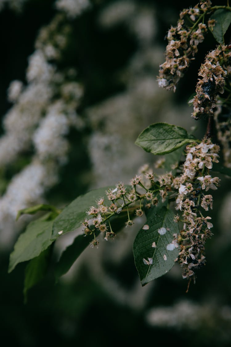 Faded Flowers In Garden In Spring