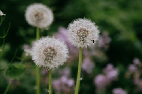 Tiny insect on fluffy dandelions in meadow