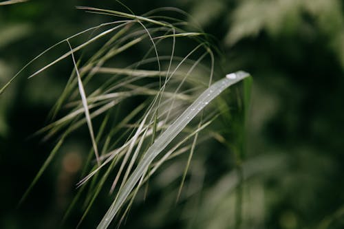 Small glistening transparent drops of dew on long dark green blades of grass in daytime on blurred background