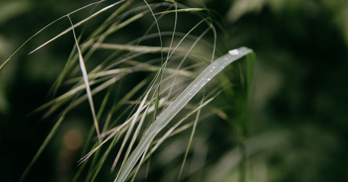 Verveine Citronnelle : Vertus et Utilisation