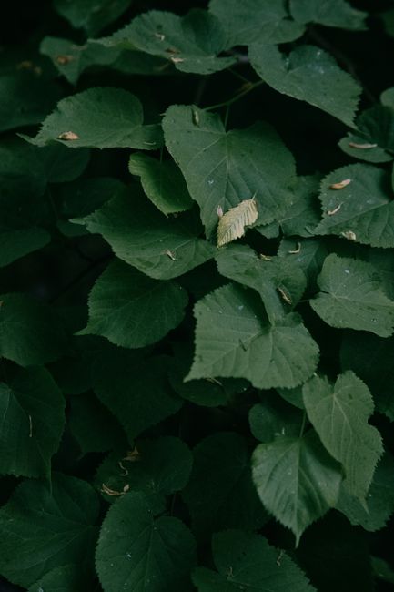 From above of small dark green leaf blades of plant in park in daylight