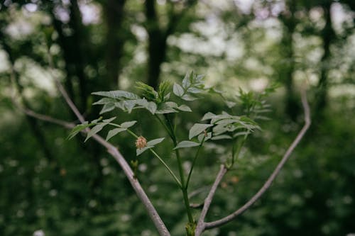 Long thick brown dry branches and leaves on long green twigs in forest in daytime on blurred background