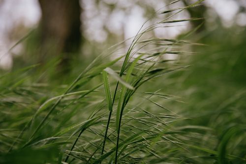 Free Long thin verdant ear and blades of grass bent by wind in field in summertime on blurred background Stock Photo
