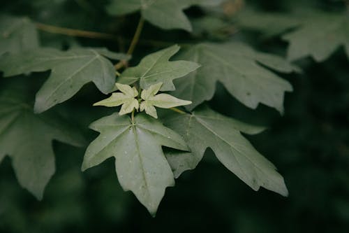 Big and small dark green leaves of maples with sharp edges in woodland in daylight on blurred background