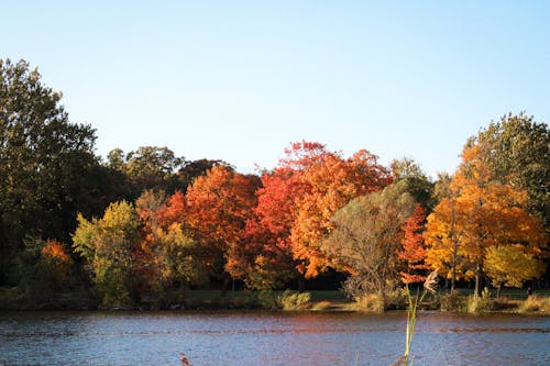 Fall Trees Beside Lake