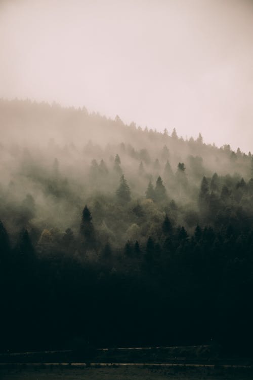 丘の斜面の緑の霧の森