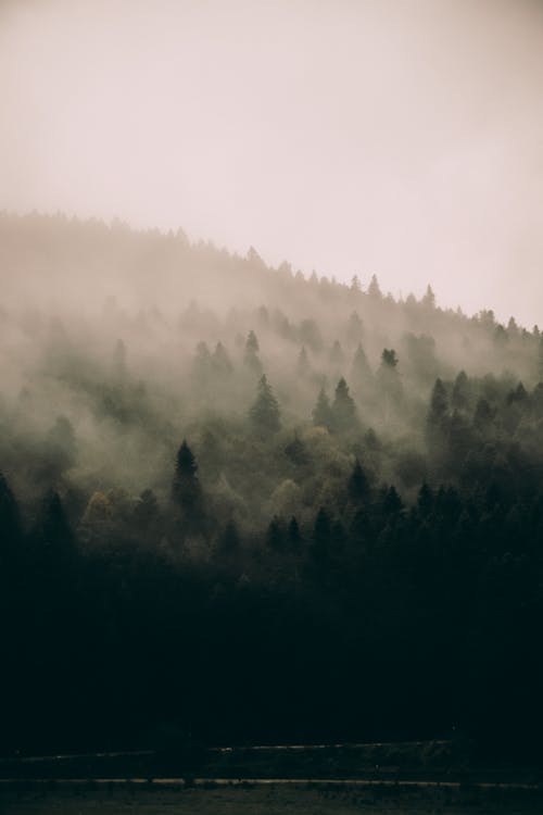 Forêt Brumeuse Verte Sur La Pente De La Colline