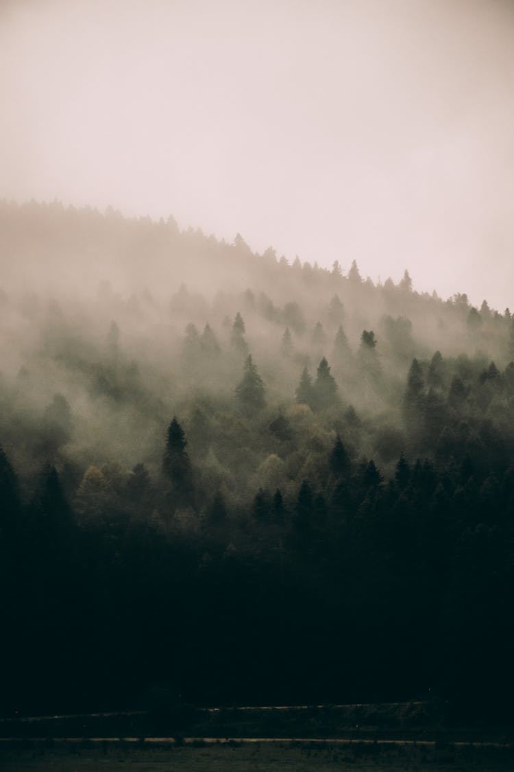 Green Misty Forest On Hill Slope