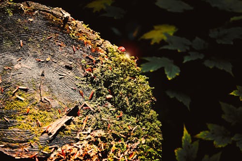 Fotobanka s bezplatnými fotkami na tému jesenný les, lesná huba, lienka