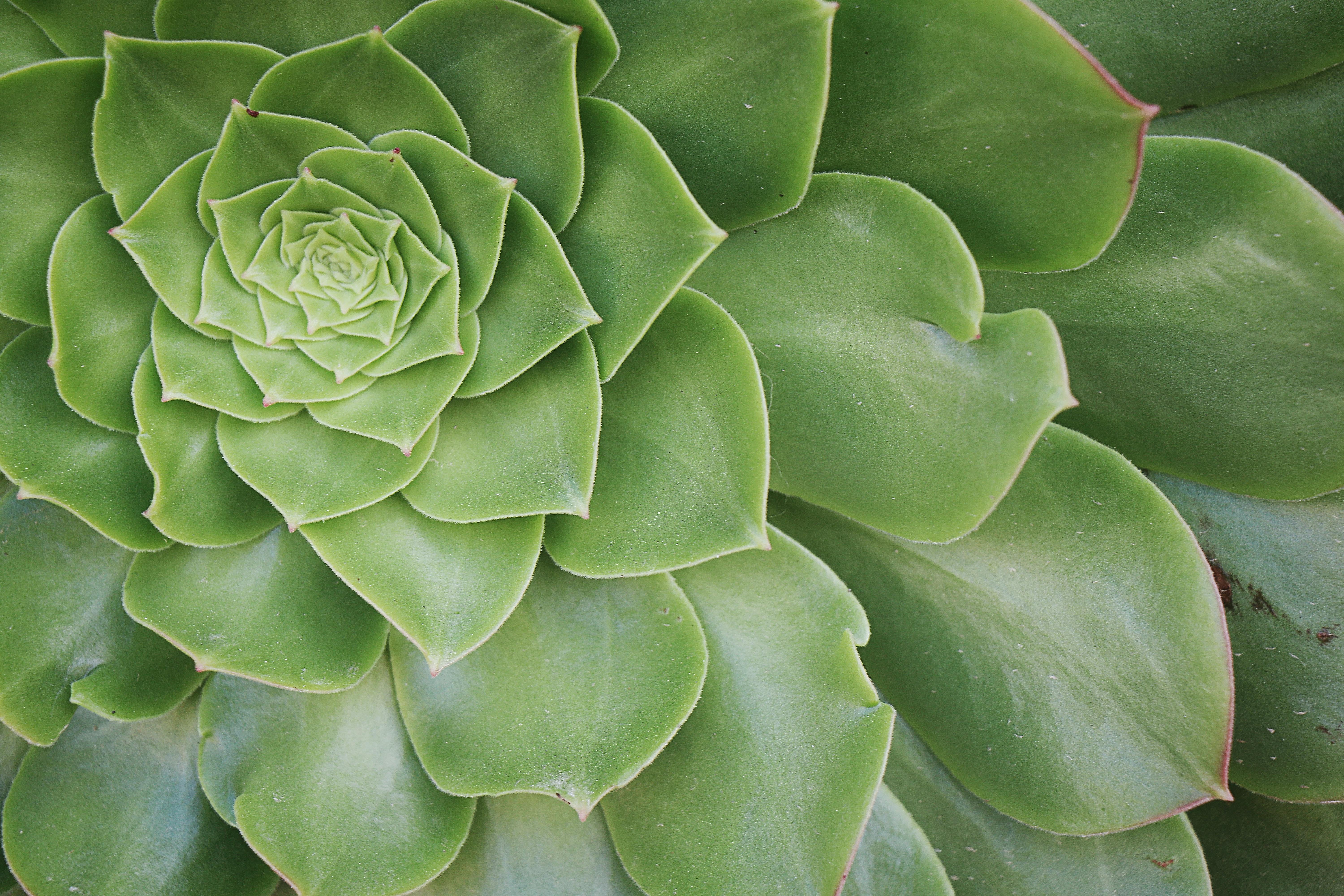 绿色多肉植物的特写镜头，展现了其叶子螺旋状的自然图案