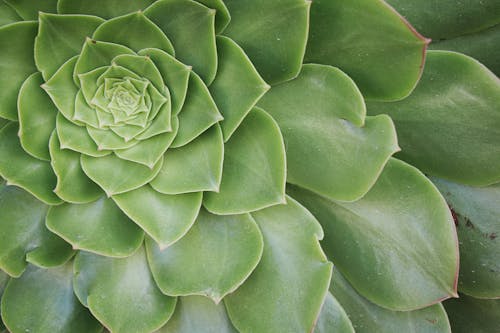 Green Succulent in Close Up Photography
