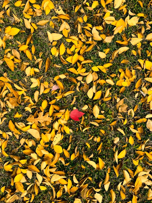 Darmowe zdjęcie z galerii z jesienne liście, kolor, liście