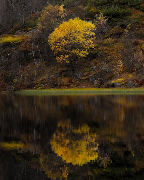 atmosfera de outono, çevre, dikey atış içeren Ücretsiz stok fotoğraf