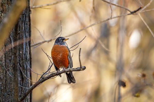 Black and Orange Bird on Tree Branch