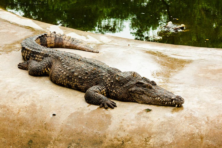 Black Crocodile On The Ground