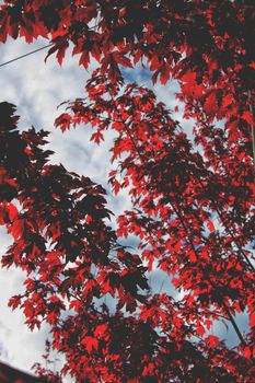 A striking view of red maple leaves set against a clear blue sky, showcasing nature's vibrant colors.