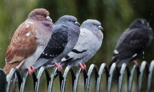 Birds Perched on the Metal Fence