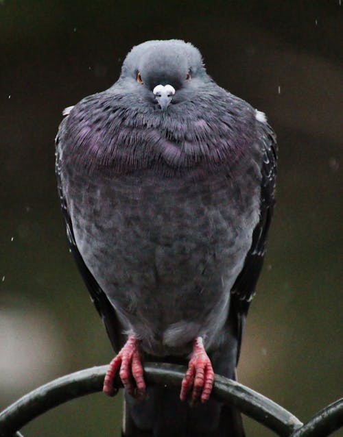 Free Close-Up Photography of a Pigeon Stock Photo