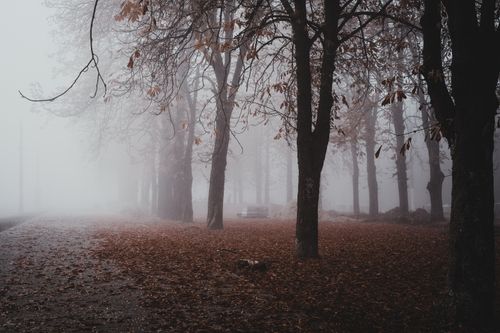 Free Foggy autumn forest with bare trees and fallen leaves creating a moody landscape. Stock Photo
