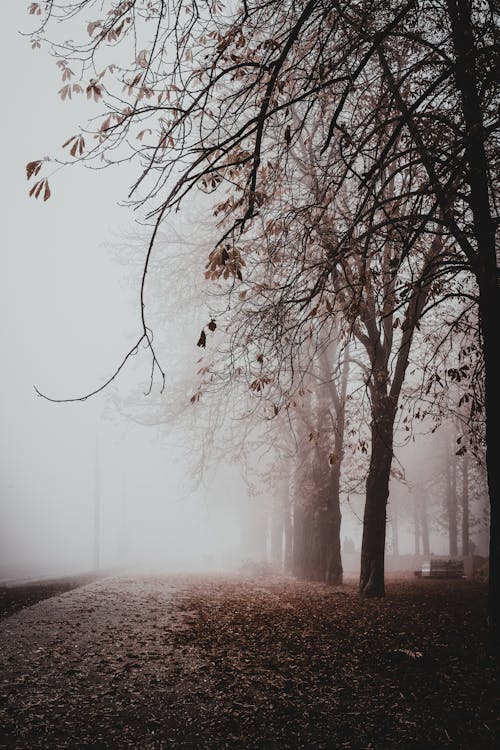 Árvores Marrons Em Campo Marrom Durante Tempo De Nevoeiro